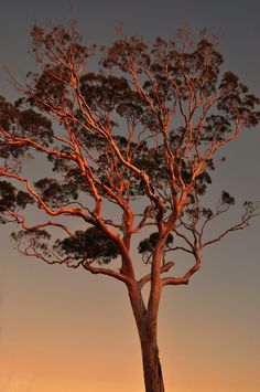 a tree with no leaves on it at sunset