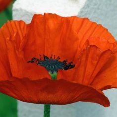 an orange flower with black stamens in front of a white wall and green grass