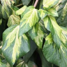 green leaves with yellow and white stripes on them are growing in a garden or yard