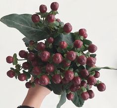 a person's hand holding a bunch of berries with green leaves on it, against a white background