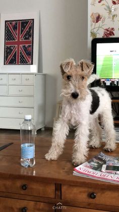 a small dog standing on top of a wooden table next to a bottle of water