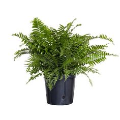 a green plant in a black pot on a white background