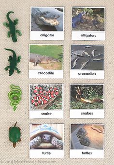 there are pictures of different animals on the table with words in english and spanish that include lizards, alligators, crocodiles, snakes, turtles