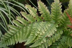 a close up of a fern plant with green leaves