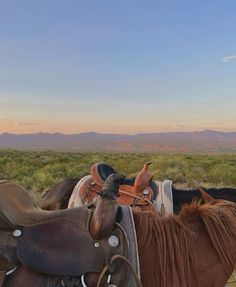 two horses are standing in the grass with mountains in the backgrouds behind them