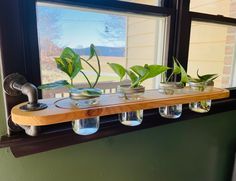 four mason jars with plants in them on a window sill