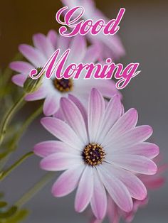 pink daisies in a vase with the words good morning