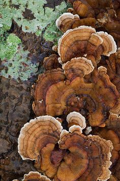 a group of mushrooms growing on the side of a tree