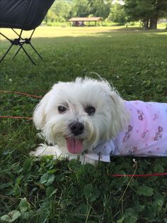 a small white dog wearing a pink shirt laying in the grass with its tongue hanging out