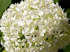 the white flowers are blooming in the garden