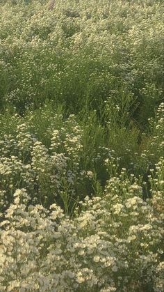 two people are walking through a field full of wildflowers and one person is holding an umbrella