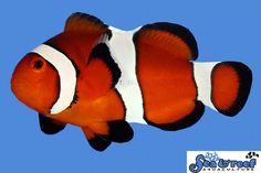 an orange and white clown fish swimming in the ocean