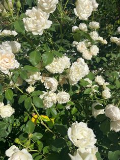 white roses are blooming in the garden