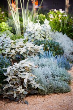 various types of plants in a garden with dirt and gravel on the ground, including blue flowers