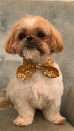 a small dog wearing a bow tie sitting on a couch