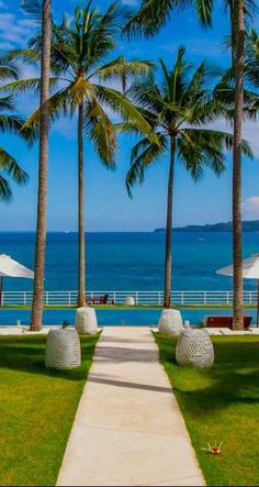 palm trees line the walkway leading to an ocean view