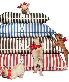 three dogs are standing on pillows with bows around their necks and one dog is looking at the camera