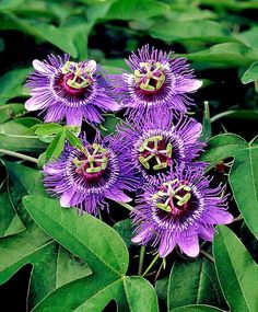 purple flowers with green leaves in the background