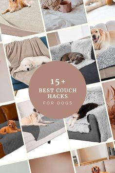 a collage of dogs laying on couches with the words best couch hacks for dogs