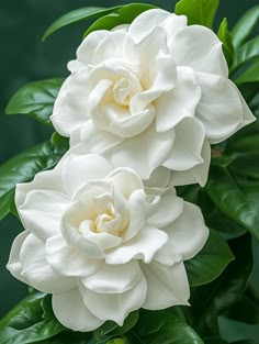 two white flowers with green leaves in the background