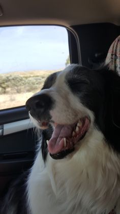 a black and white dog sitting in the back seat of a car with its tongue hanging out