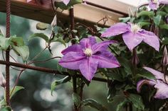 purple flowers growing on the side of a fence