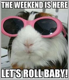 a guinea pig wearing pink sunglasses and saying, yes dabbling i'll play some