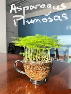 a plant in a glass cup with the words asparagus pimosos on it