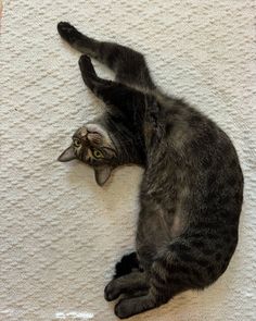 a gray cat laying on its back on the floor with it's paws in the air