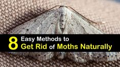 a moth sitting on top of a blanket with the words 8 easy method to get rid of moths naturally