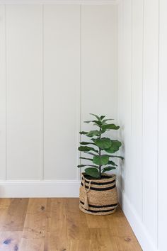 a potted plant sitting on top of a wooden floor next to a white wall