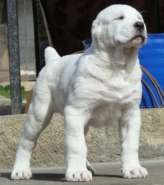 a large white dog standing on top of a cement floor next to a blue trash can