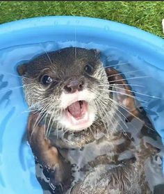 an otter in a blue pool with its mouth open and it's tongue out