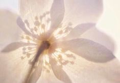 a close up view of a white flower with its shadow on the petals and in the center