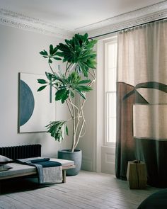 a living room with a plant in the corner