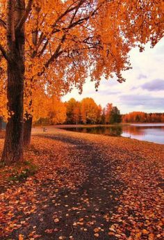 trees with yellow leaves on the ground near water