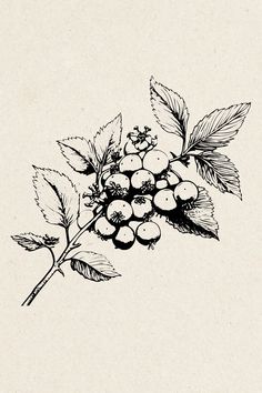 an ink drawing of berries on a branch