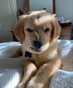 a brown dog laying on top of a bed