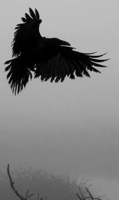 a black bird is flying in the air