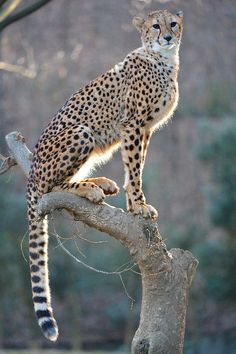 a cheetah sitting on top of a tree branch in front of some trees