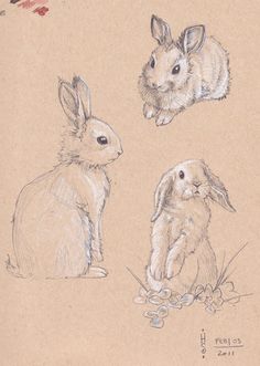 three rabbits sitting next to each other on a piece of paper