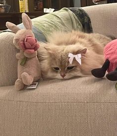 a cat laying on top of a couch with stuffed animals around it's neck