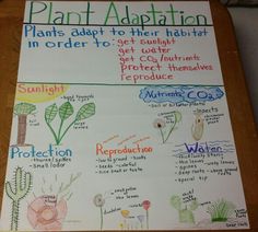 a poster with plants and their habitats on it's back side that says plant adaptation