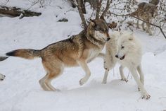 two wolfs playing in the snow with each other