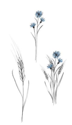 three blue flowers on a white background with the words,'3 different types of plants in