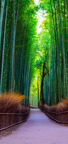 the path is lined with tall green trees and bamboos in an area that looks like a forest