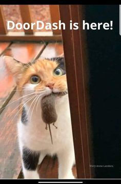 a cat holding a mouse in its mouth