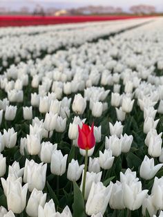 a single red tulip stands out in the middle of a field of white tulips