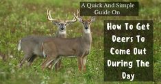 two deer standing next to each other in a field with the words how to get deers to come out during the day