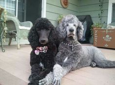 two poodles are sitting on the front porch